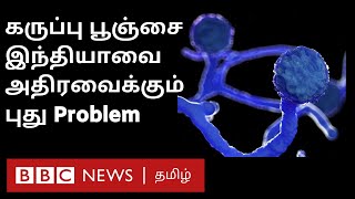 Black Fungus  Mucormycosis என்பது என்ன Explained in Tamil  கருப்பு பூஞ்சை [upl. by Stu]