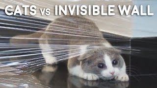 Cats vs Invisible Wall Compilation [upl. by Aneerol356]