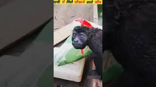 amazingfacts animals factsinhindi interestingfacts amazing knowledge new fact trending [upl. by Pedaiah]