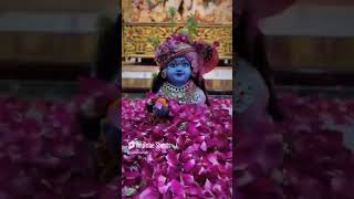 vrindavanvidoes radheshyam bhaktisong laddu youtube [upl. by Salomi]