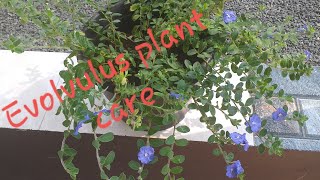 Evolvulus Blue my mindblue daze plant care and propagation [upl. by Ellenwad]