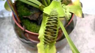 Venus Flytrap Eating 2 wasps [upl. by Mongeau155]