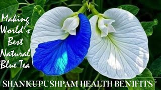 Worlds Best Natural Blue Tea With ShankupushpamClitoria TernateaNatural Paracetamolhealth [upl. by Stahl]