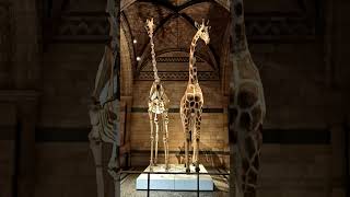 Journey Through Time Extinct Trees and Ancient Animal Skeletons at the Natural History Museum [upl. by Fritze]