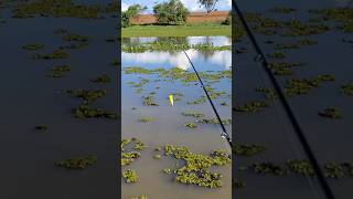 Esses peixes tem uns dos ataque mas bruto shorts short pescaria pesca pescador fishing [upl. by Ayhdnas]