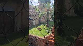 Maharajah Jungle Trek Animal Kingdom tiger youtubeshorts shorts [upl. by Immaj866]