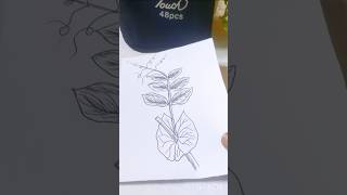 pisum sativum plant drawing ll drawing painting art shorts comments below what I drowning next [upl. by Nami]