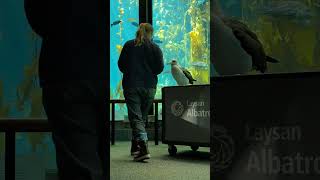 Makana the Laysan Albatross at Monterey Bay Aquarium April 2024 [upl. by Miki]