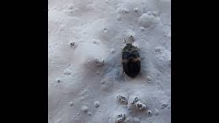 Black Carpet Beetle [upl. by Vyky]