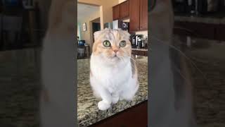 Cat singing funnyvideo cat catsoftiktok pet fyp kitty funnycat [upl. by Zelma]