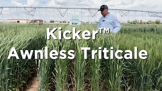 Kicker Triticale is completely awnless [upl. by Eladnor]