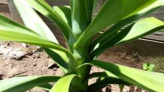 Yucca aloifolia  Spanish bayonet  dagger plant  HD 02 by Laborator TEBA [upl. by Nwahsyt556]