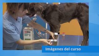 Curso de Auxiliar y Asistente Veterinario Online [upl. by Hsepid]