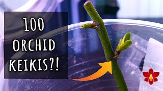 Can you make 100 Orchids from one Lets test it  Orchid Care for Beginners [upl. by Alad912]