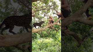 My Village tiger atak catching jungle VFX funny 😱 my Village shots anime wildlife reels vira [upl. by Hillegass]