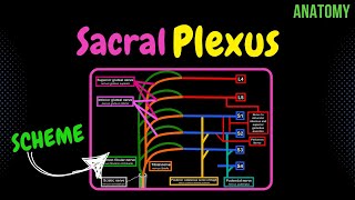 Dermatomes made easy preview  Human Anatomy  Kenhub [upl. by Xenos]