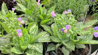 Pulmonaria Twinkle Toes Lungwort  Shade Perennial Small BluePink flowers amp Spotted Foliage [upl. by Emelia]