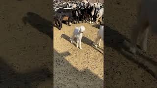 The Beauty and Grace of the Bedouin Girl and Her Goats [upl. by Twum50]