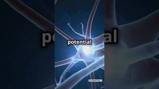 Impulse Mechanism of Neurons  Generate action potential  class11th  neurons  shorts  neet [upl. by Wharton]