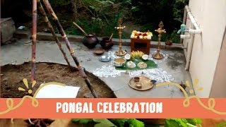 pongal celebration in tamil  pongal festival recipes  thai pongal festival [upl. by Anaeli]