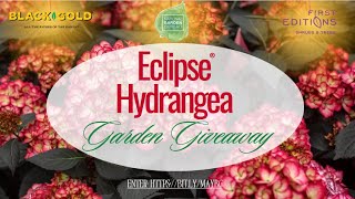 Black Gold® May 2024 Garden Giveaway Eclipse® Hydrangeas [upl. by Bender877]