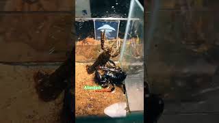 Water scorpion vs crayfish viralvideo president insectwars [upl. by Wenona29]