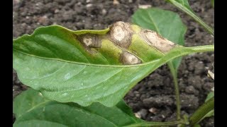 मिर्च के मुख्य रोग Cercospora leaf spot amp Powdery mildew [upl. by Eelsha]