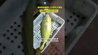 Wenzhou fishermen caught a wild yellow croaker weighing 87 pounds [upl. by Cody257]