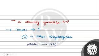 The main purpose of electron transport chain is to a release and utilise energy stored in \ \ [upl. by Cigam39]