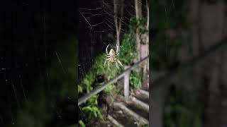 This Australian Orb Weaver Spider has Been Busy [upl. by Bovill876]