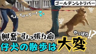 【大型犬 しつけ】【ゴールデン】気合を入れてからのお散歩卒業！？大興奮のワンちゃんを落ち着かせる方法とは！！【レトリバー】【散歩】【引っ張り】 [upl. by Ahsaret]