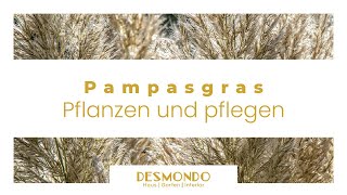 Pampasgras pflanzen und pflegen So wird es zum Blickfang für deinen Garten [upl. by Odlanyer]