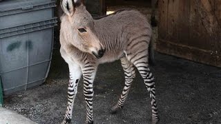 Ippo the Zonkey The Only Zonkey in Italy [upl. by Dina785]