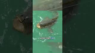 Epic Battle with a Giant Fish at Floridas Famous fishing seafood fish [upl. by Helfant]