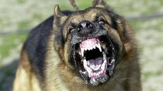 Large Dog Barking SFX Aggressive Loud Dogs 1 Hour High Quality Sound Effects of Canine Barks [upl. by Llenehc]