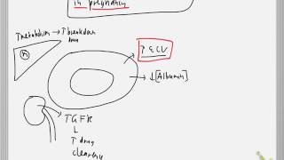 Pharmacokinetic changes in pregnancy [upl. by Samson]