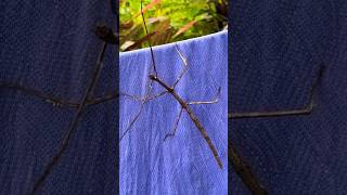 Phasmatidae are a family of the stick insects [upl. by Eikcid]