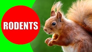 Rodent Sounds for Kids to Learn  Rodents Documentary with 18 Different Types of Rodents [upl. by Vaenfila156]