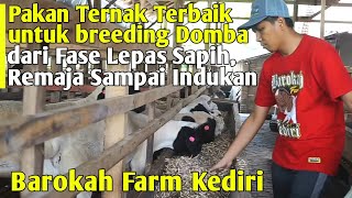 Pakan Ternak Terbaik Breeding Domba Modern dari Cempe Sampai Indukan  Cara Ternak Ghaper [upl. by Ayotac314]