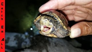 SAVING WORLDS SMALLEST TURTLES from Blood Sucking Terror [upl. by Ara]