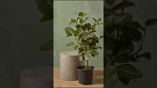 Ficus Audrey Pruning Secrets Revealed 🌿 Watch This shorts ficusaudrey pruning [upl. by Sokcin]