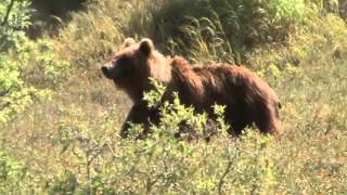 Brown Bear hunting on Kamchatka peninsula FILM 1 [upl. by Eile681]