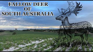 Spotlighting Deer in South Australia FIRST VIDEO [upl. by Oryaj]