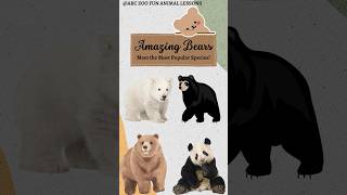 Cute Baby Pandas Playing and Learning  ABC ZOO Fun Animal Lessons [upl. by Koloski]