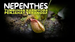 Nepenthes Tumbuhan Karnivora Penjahat Serangga [upl. by Dafodil]