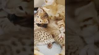 Tiny Leopards These F7 Kitten at 25 weeks old [upl. by Sekoorb152]