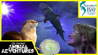 Touring the AQUARIUM OF THE BAY Sharks Otters Marine animals and more [upl. by Qifahs]