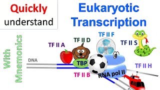 Eukaryotic Transcription [upl. by Pauli]