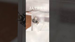 獲物を分け合うハエトリグモちゃん Jumping spiders sharing their prey [upl. by Phail]