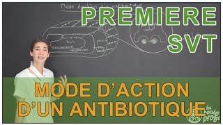 Mode daction dun antibiotique  SVT  1ère  Les Bons Profs [upl. by Winne]